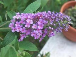 Buddleia davidii 'Nanho Blue' — photo 3